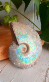 Ammoniet 04 (iriserend)