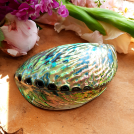 Gepolijste Abalone ( Paua ) schelp