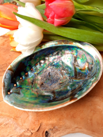 Regenboog Abalone schelp