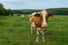 Schapendraad 100/8/15 – rijk verzinkt - 50m