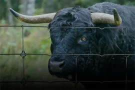 Speciaal geknoopte schapendraad 100 cm