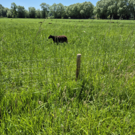 Hauteur du fil à mouton 60/6/15cm