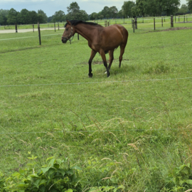 Abri pour chevaux et moutons 600 × 292 cm – hauteur au faîtage 272 cm