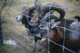 Professionele Wolfafsluiting 100m – Compleet Pakket met Speciaal Geknoopt Gaas + 3 Stroomdraden