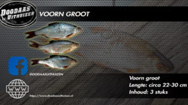 Voorn groot