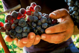 Rizieri Dolcetto Di Diano D'Alba DOCG 2020