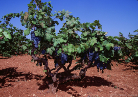 Cantolio Fiano del Salento Cleonymus 2023