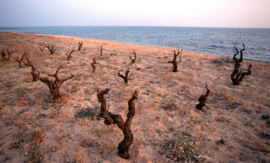 Cantolio Fiano del Salento Cleonymus 2023