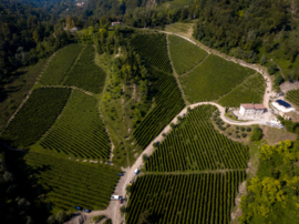 Divigna  Mondaresca Extra Dry DOCG 2025