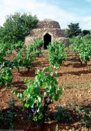 Cantolio Primitivo Raro Rosato DOC 2023