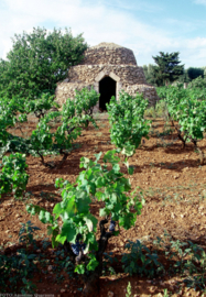 Cantolio Fiano del Salento Cleonymus 2021