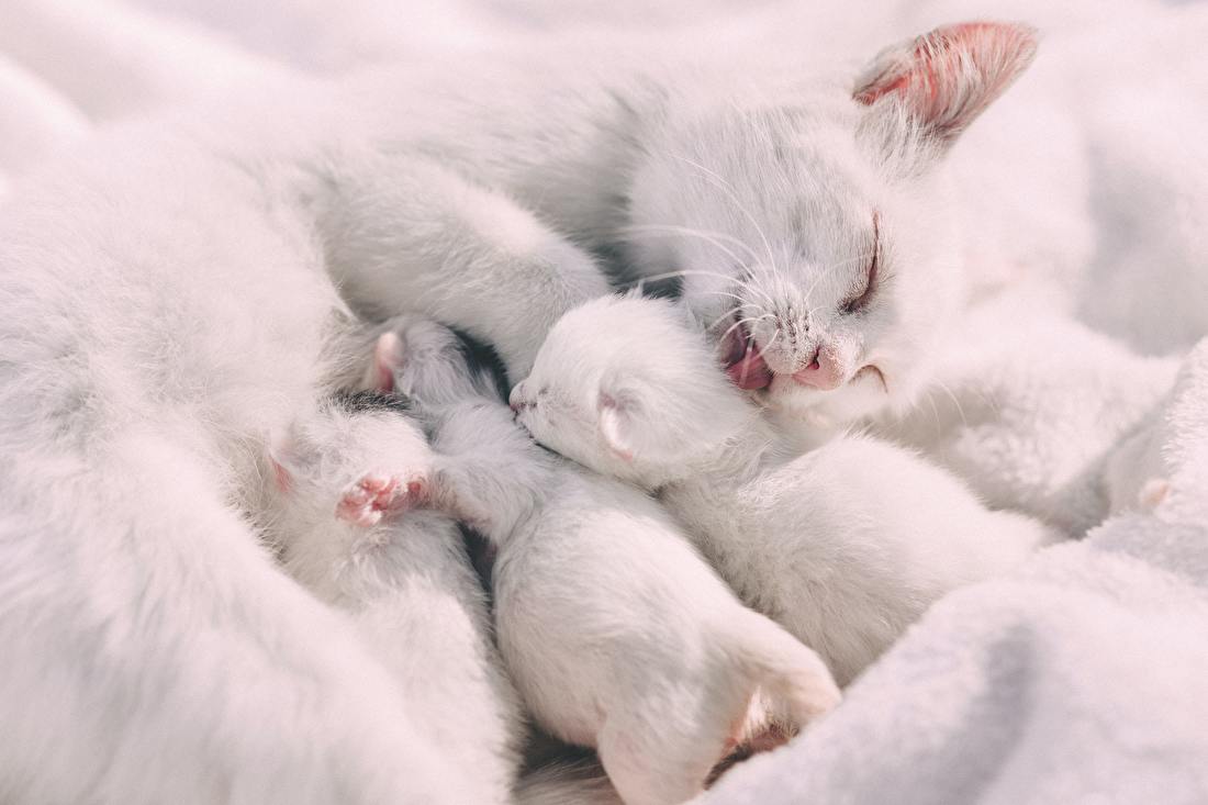 kittens-en-reukvermogen-blog