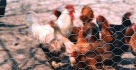 Hoogwaardig Kippengaas – Perfect voor Tuinomheiningen en Dierenverblijven"
