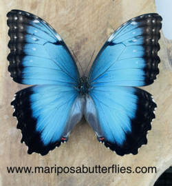 Morpho Peleides female