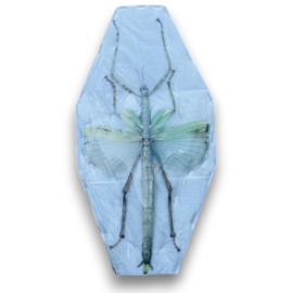 Eurycnema Versirubra A-