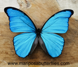 Morpho Didius A-