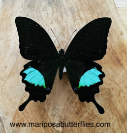 Papilio Paris