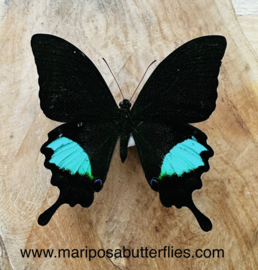 Papilio paris