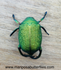 Chrysophora Chrysochlora