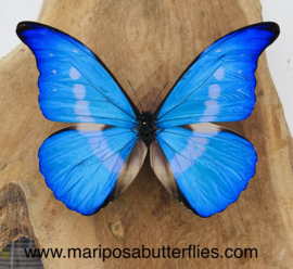 Morpho Rhetenor Helena male