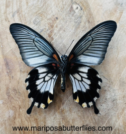 Papilio lowii female A-