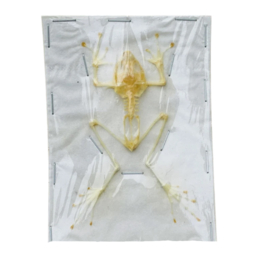 Rhacophorus Reinwardtii