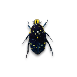 Euchroea Histrionica