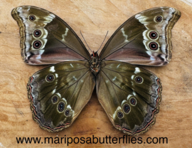 Morpho Didius A-