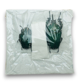 Megalorhina harrisi pair