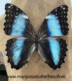 Morpho Deidamia Female