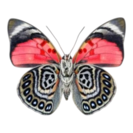 Agrias Claudina lugens