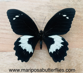 Papilio Gambrisius raksasa