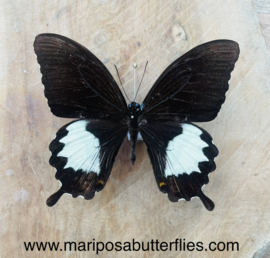 Papilio Albinus