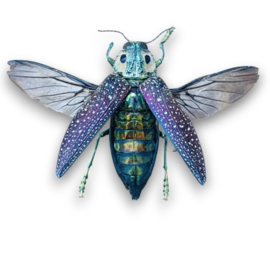 Lampropepla Rotchildi