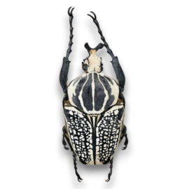 Goliathus orientalis man 60mm