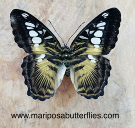 Parthenos Sylvia