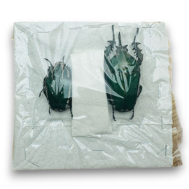 mecynorhina torquata poggei pair