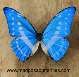 Morpho Cypris Male