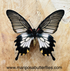 Papilio lowii female A-