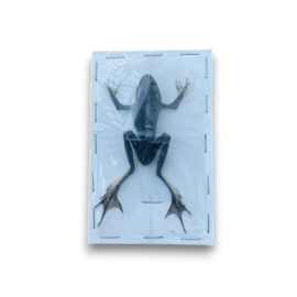 Feyervarya cancrivora