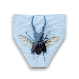 Cyclommatus Metallifer aenomicans