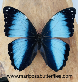 Morpho Deidamia male