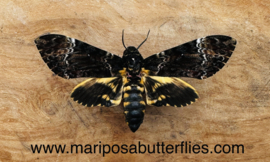 Acherontia Atropos