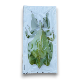 Phyllium pulchrifolium