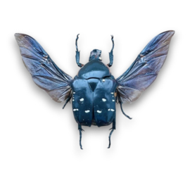 Bothorrhina Ochreata