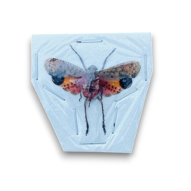 Penthicodes Pulchella