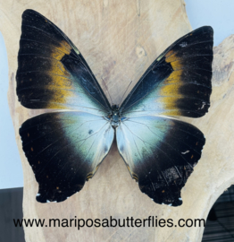 Morpho Phanodemus