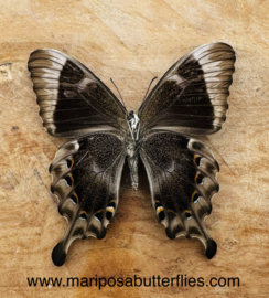 Papilio Peranthus