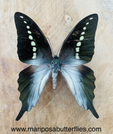 Graphium Codrus