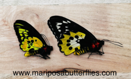 Ornithoptera rothschildi pair CITES